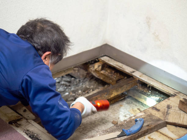 Best Attic Mold Removal  in Morganton, NC