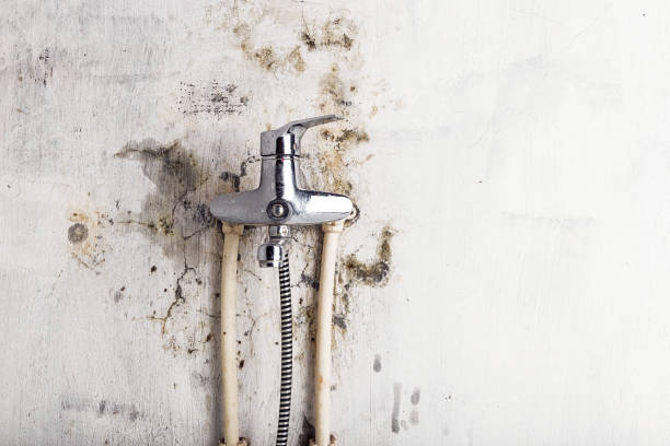 Best Black Mold Removal  in Morganton, NC