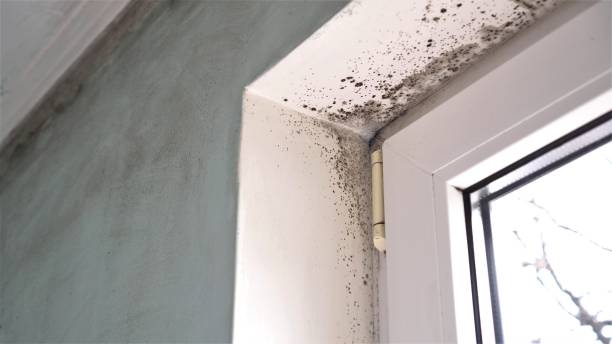 Best Mold Testing  in Morganton, NC