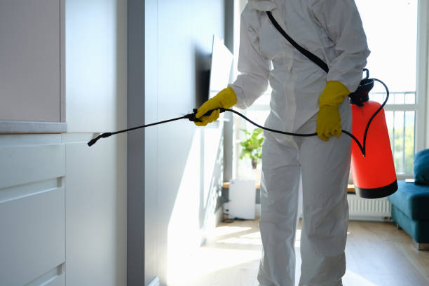 Trusted Morganton, NC Mold Removal Experts