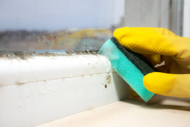 Best Mold Testing  in Morganton, NC