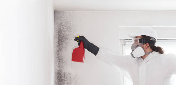 Mold Removal and Inspection in Morganton, NC