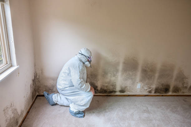 Best Certified Mold Removal  in Morganton, NC