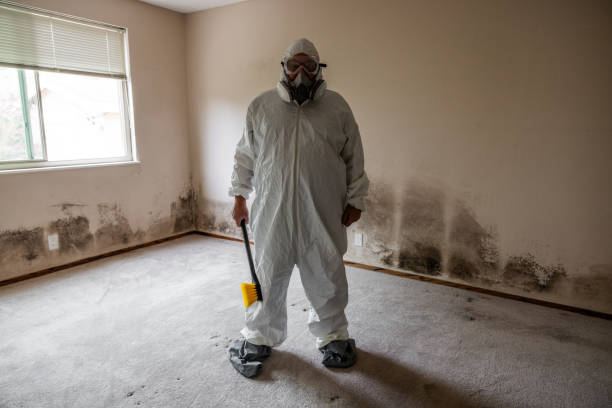 Best Toxic Mold Removal  in Morganton, NC