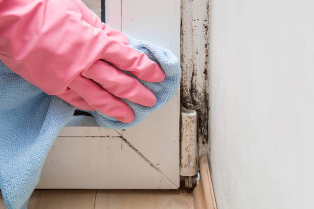 Best Mold Damage Repair  in Morganton, NC