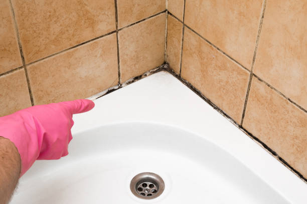 Best Mold Removal and Inspection  in Morganton, NC