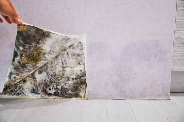 Best Mold Cleaning Services  in Morganton, NC